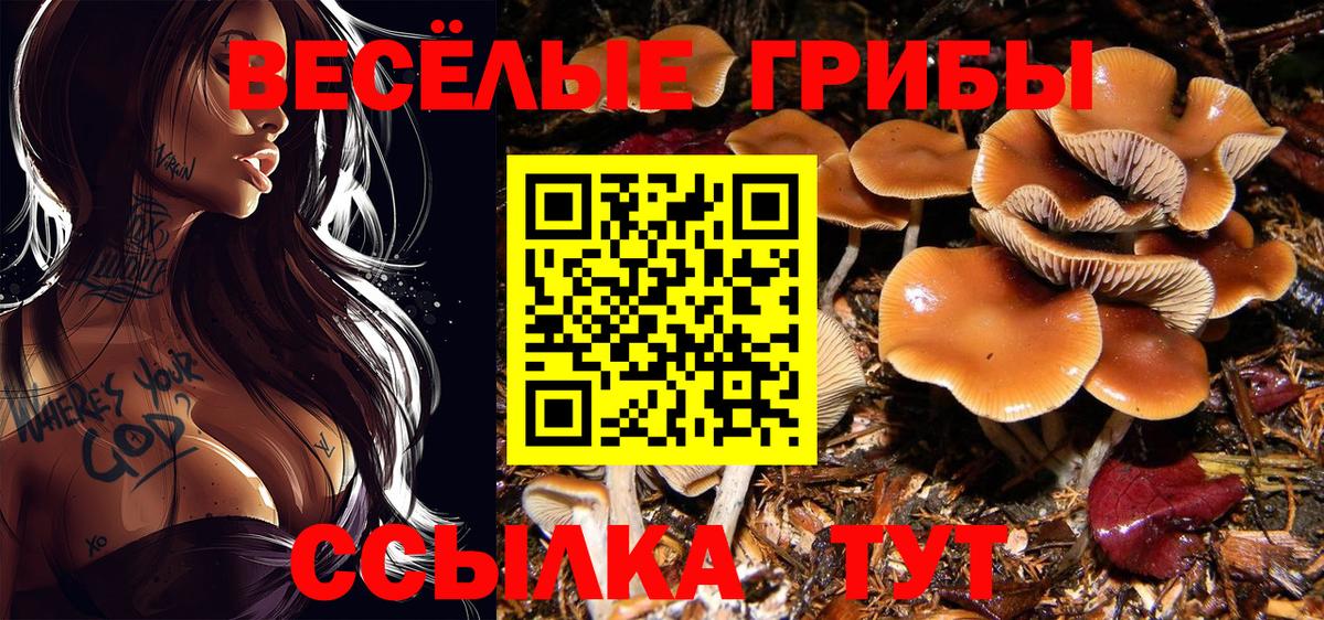 Галлюциногенные грибы Cubensis  Псилоцибиновые грибы GOLDEN TEACHER  Вход с VPN  Кудымкар 